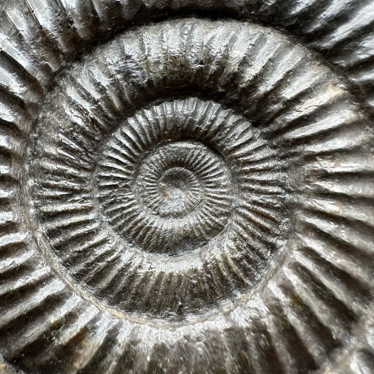 Dactylioceras Ammonite Fossil With box and Stand - Whitby, North Yorkshire Jurassic Coast Yorkshire Fossils