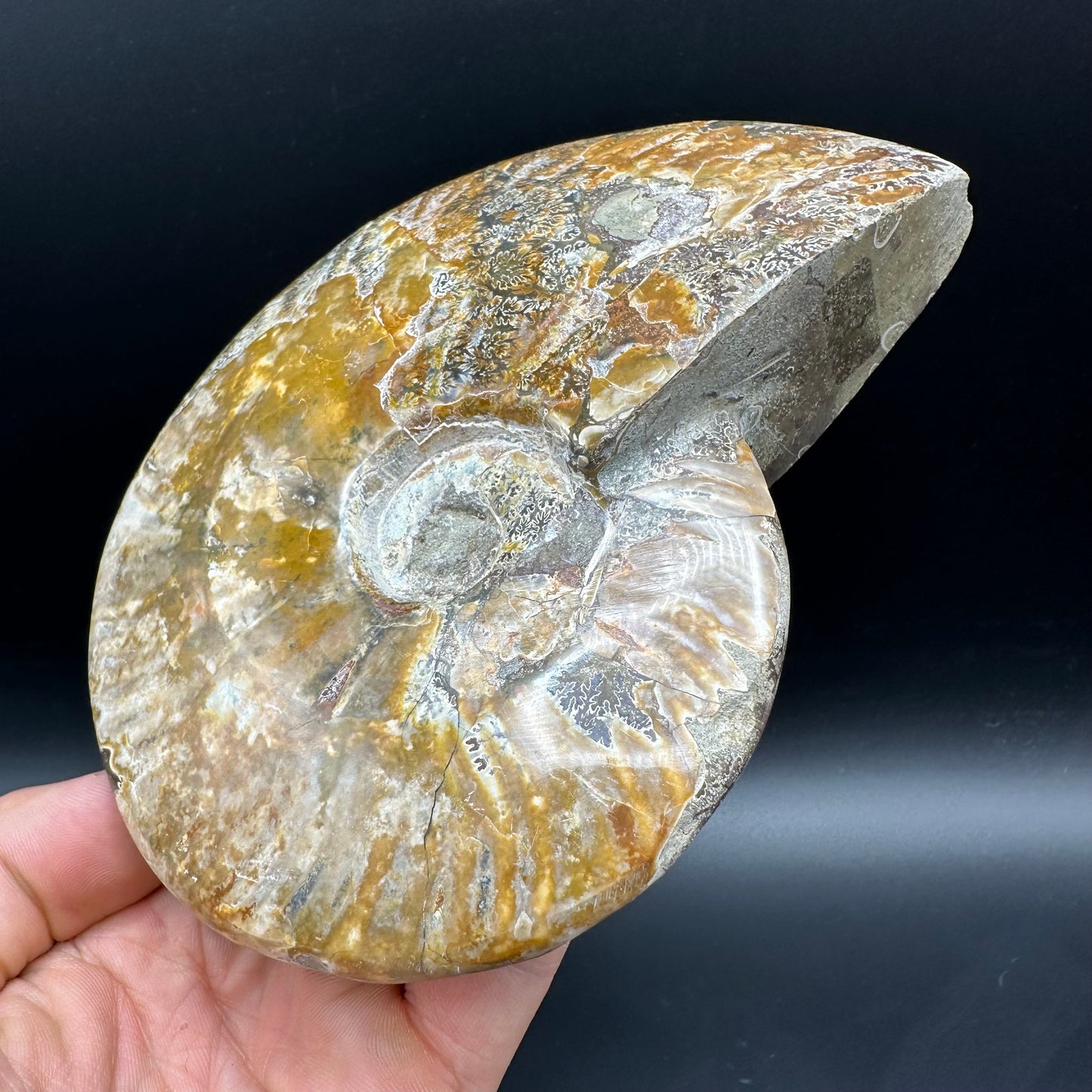 Cleoniceras Ammonite Fossil With Stand - Cretaceous Ammonite Madagascar
