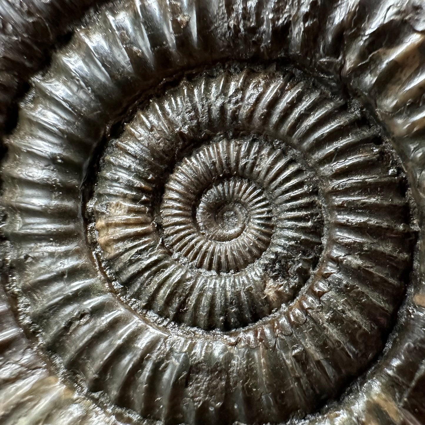 Dactylioceras Ammonite Fossil With box and Stand - Whitby, North Yorkshire Jurassic Coast Yorkshire Fossils