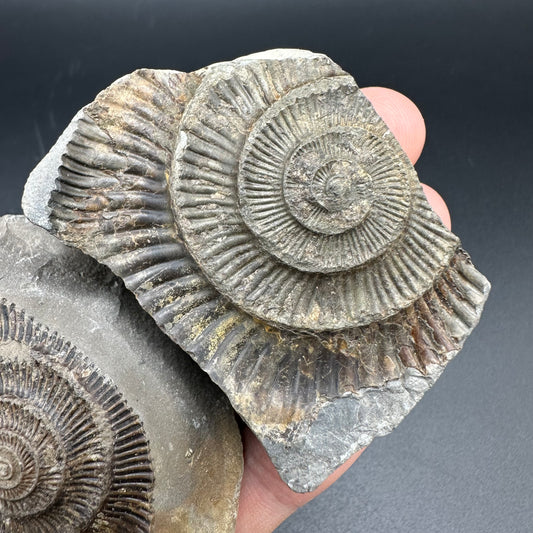 Dactylioceras imprint (negative) bundle ammonite shell fossil with box - Whitby, North Yorkshire, Yorkshire Fossils