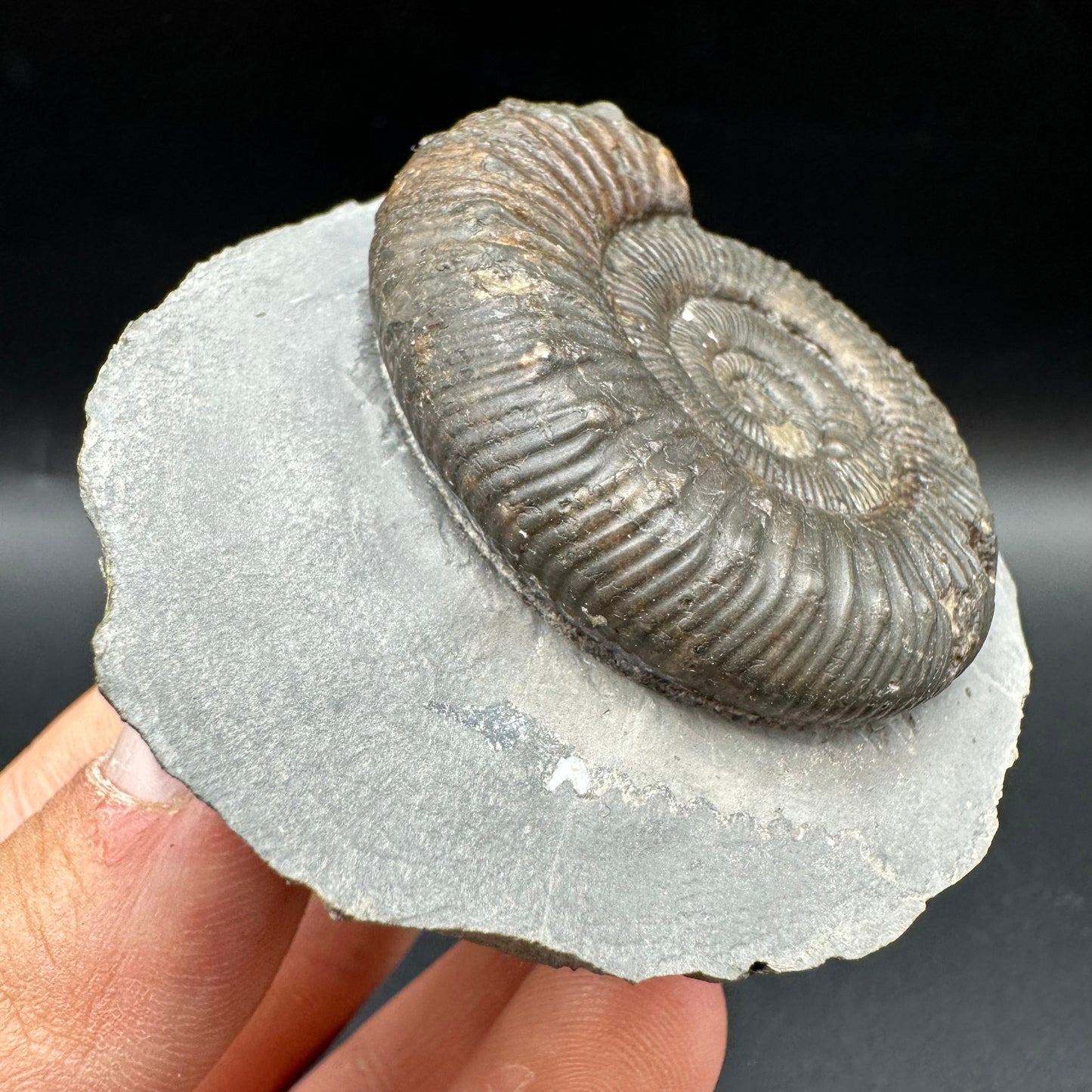 Peronoceras turriculatum Ammonite fossil with box and stand - Whitby, North Yorkshire Jurassic Coast, Yorkshire fossils