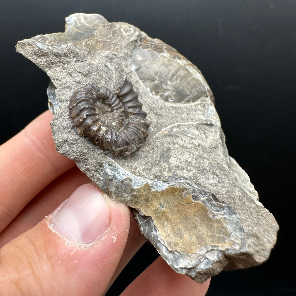 Androgynoceras capricornus Ammonite Fossil With Stand - Whitby, North Yorkshire Jurassic Coast Yorkshire Fossils