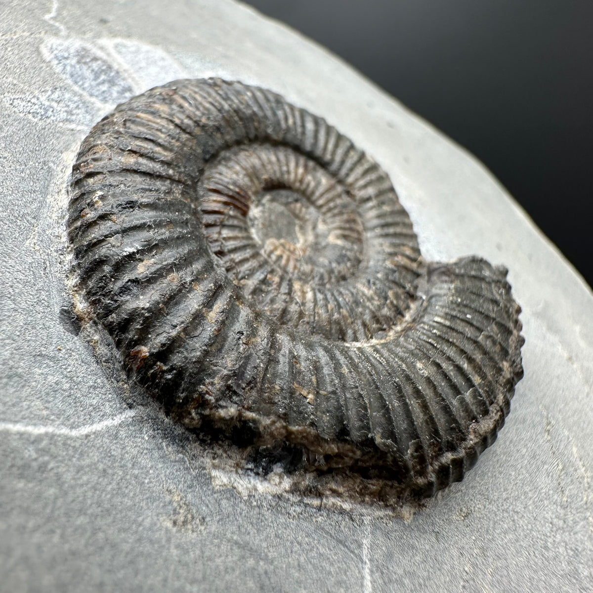 Dactylioceras Ammonite Fossil With box and Stand - Whitby, North Yorkshire Jurassic Coast Yorkshire Fossils