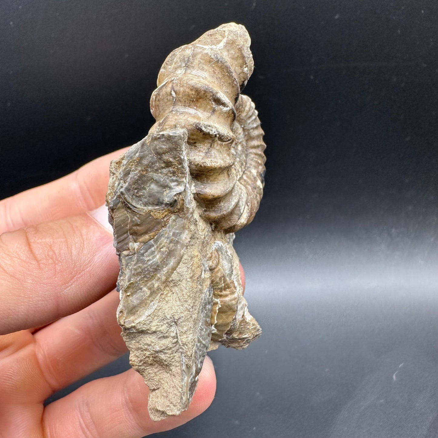 Androgynoceras capricornus Ammonite Fossil With Box And Stand - Whitby, North Yorkshire Jurassic Coast Yorkshire Fossils