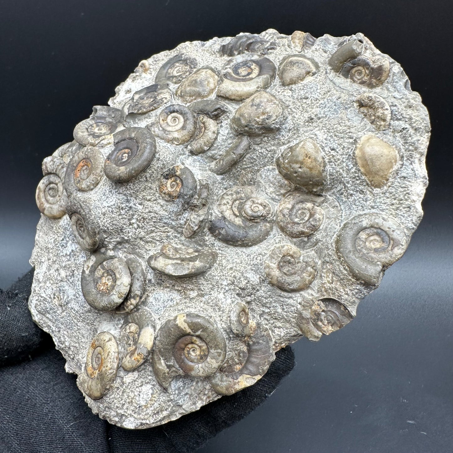 Psiloceras ammonite fossil with box and stand - Whitby, North Yorkshire Jurassic Coast, Yorkshire fossils