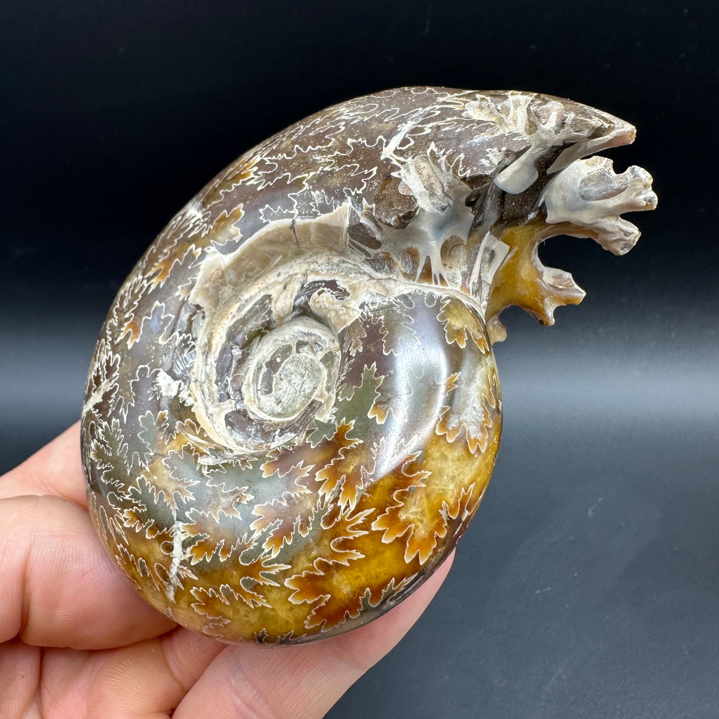 Puzosia Ammonite Fossil With Box And Stand - Cretaceous Ammonite Madagascar