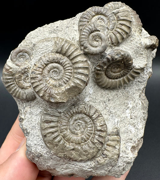 Arnioceras ammonite shell fossil with box and stand - Whitby, North Yorkshire Jurassic Coast Yorkshire Fossils