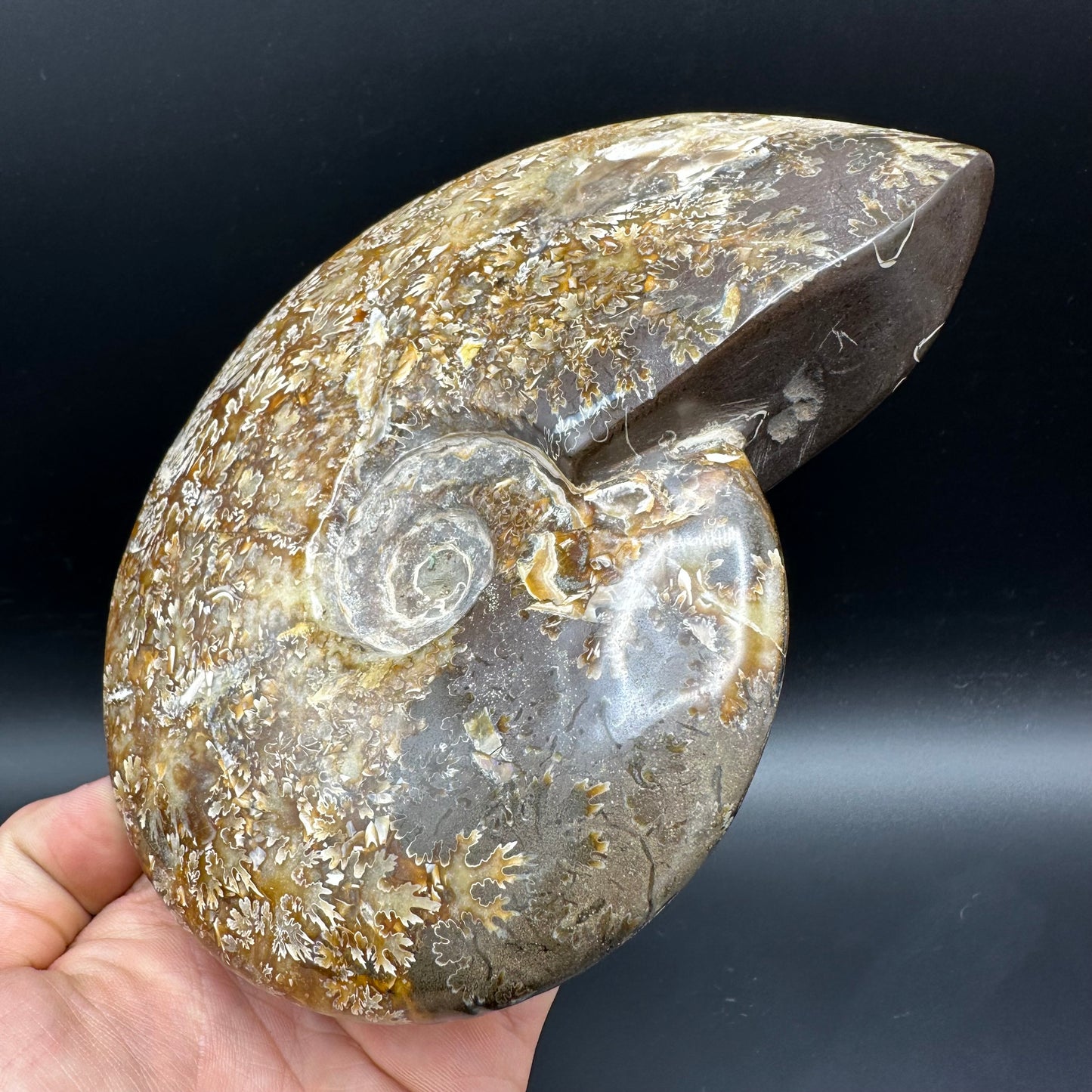 Cleoniceras Ammonite Fossil With Stand - Cretaceous Ammonite Madagascar