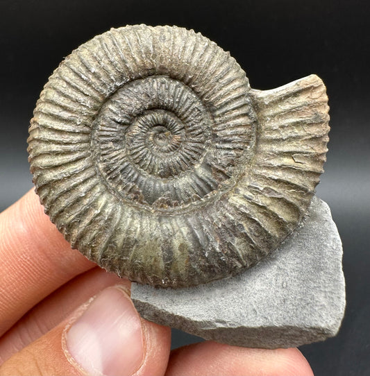 Dactylioceras Ammonite Fossil With Box And Stand - Whitby, North Yorkshire Jurassic Coast Yorkshire Fossils