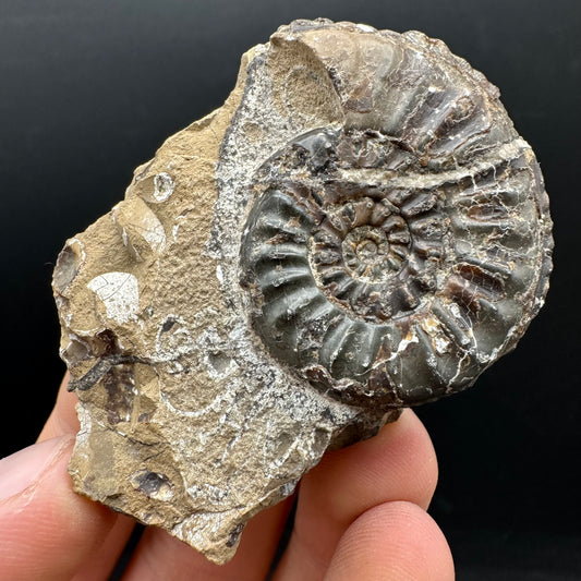 Amaltheus subnodosus Ammonite fossil with stand - Whitby, North Yorkshire Jurassic Coast Yorkshire Fossils