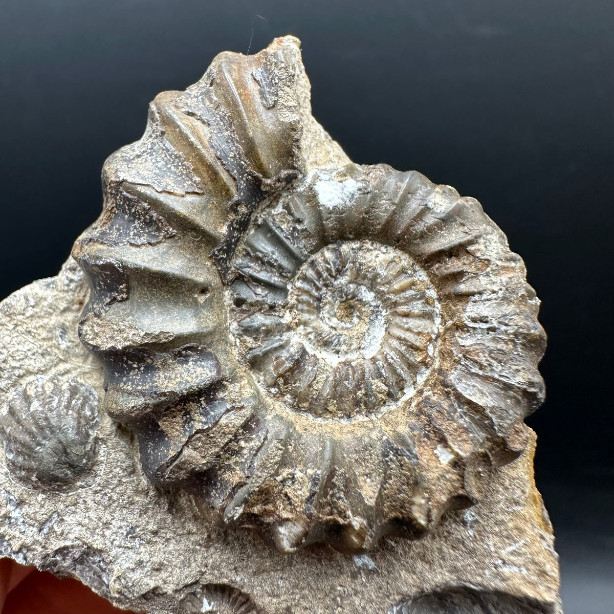 Androgynoceras capricornus Ammonite Fossil With Stand - Whitby, North Yorkshire Jurassic Coast Yorkshire Fossils