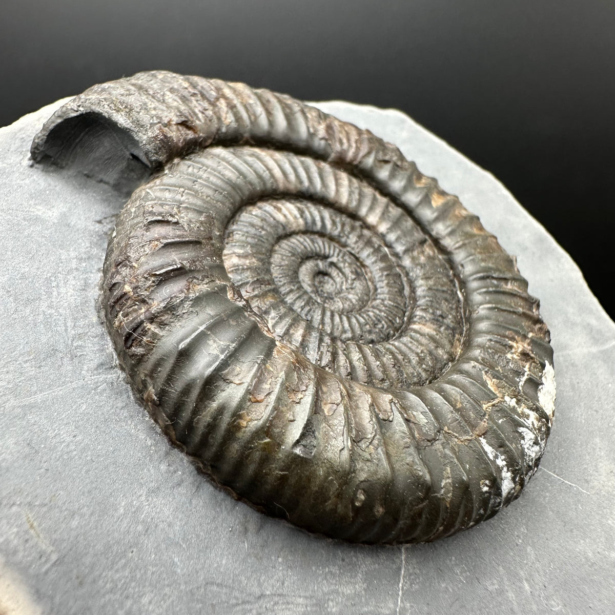 Dactylioceras Ammonite Fossil With Stand - Whitby, North Yorkshire Jurassic Coast Yorkshire Fossils