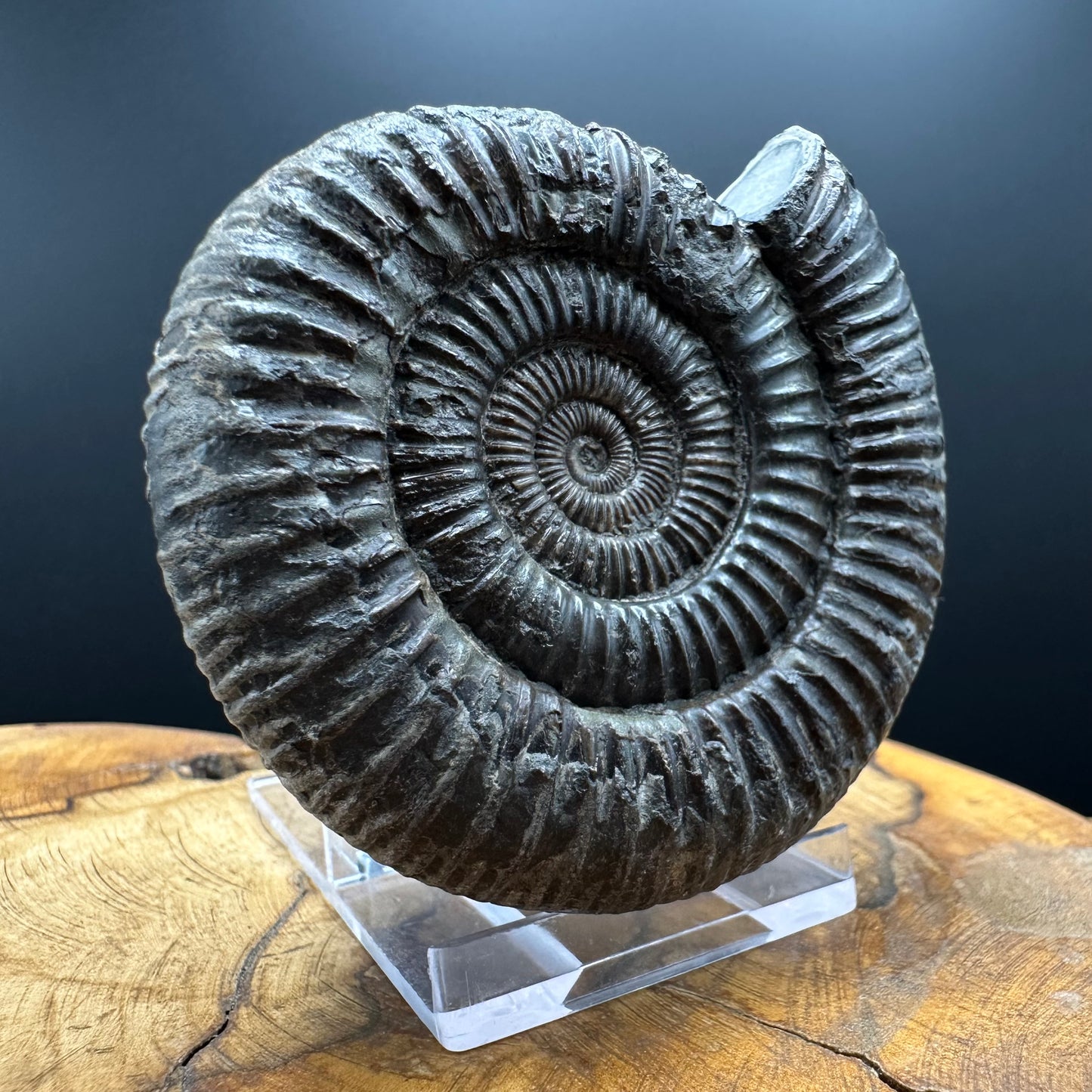 Dactylioceras Ammonite Fossil With box and Stand - Whitby, North Yorkshire Jurassic Coast Yorkshire Fossils