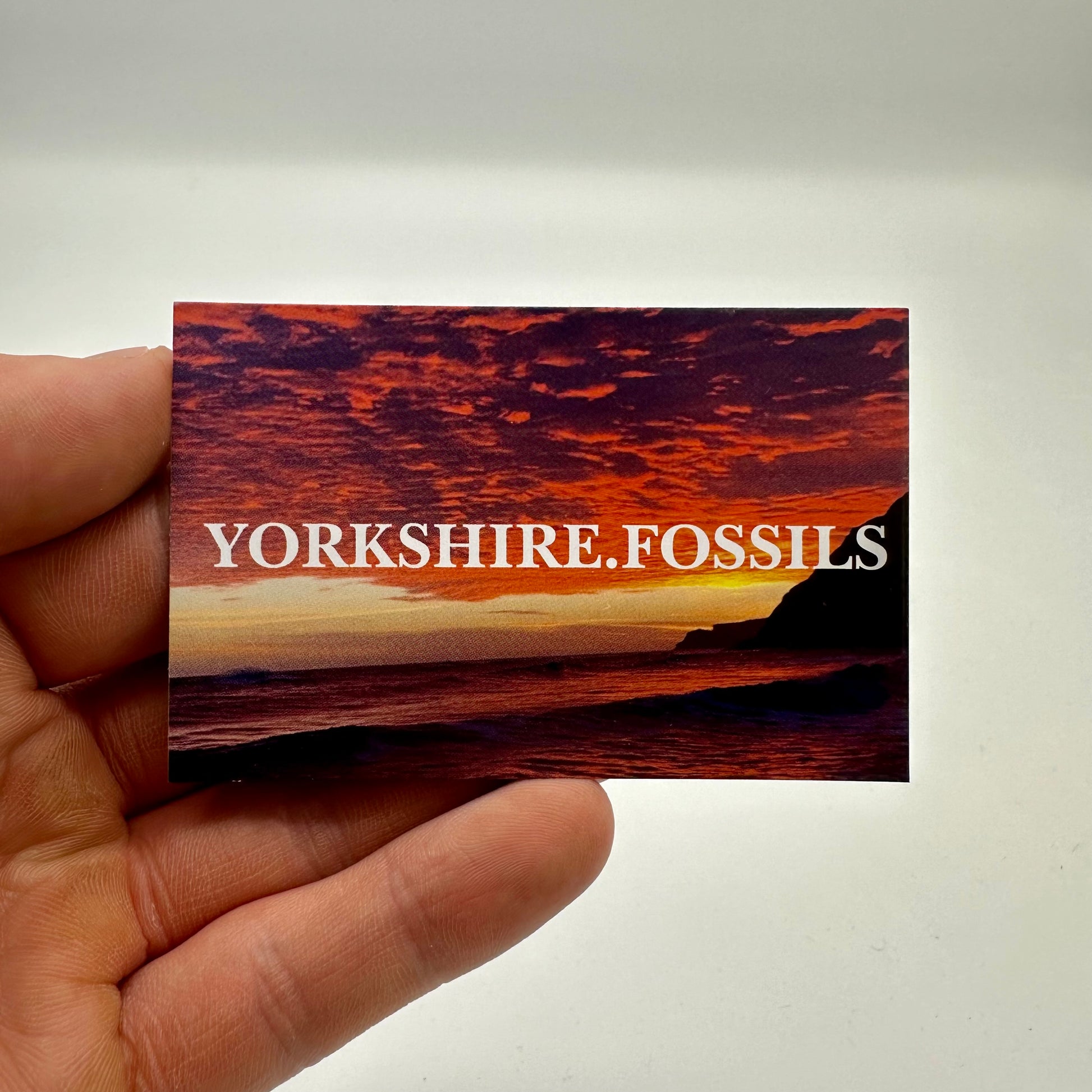 Belemnite (Fossil Squid) shell fossil - Whitby, North Yorkshire Jurass ...