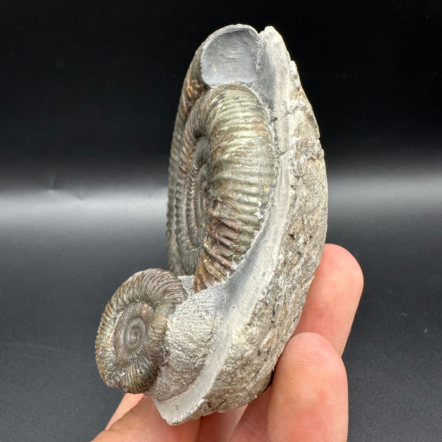 Dactylioceras Multi ammonite fossil with box and stand - Whitby, North Yorkshire Jurassic Coast, Yorkshire Fossils