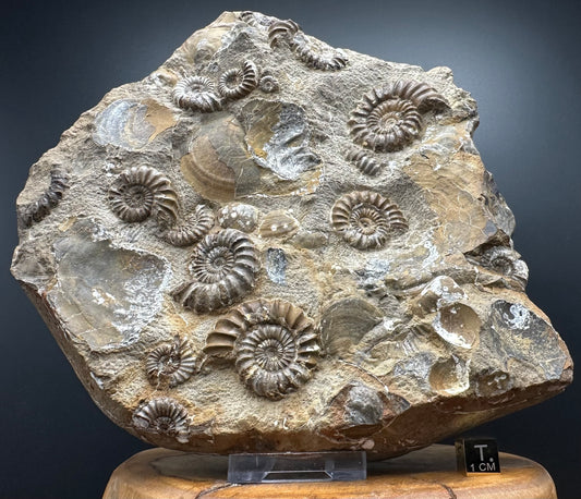Androgynoceras capricornus Ammonite Fossil With Stand - Whitby, North Yorkshire Jurassic Coast Yorkshire Fossils