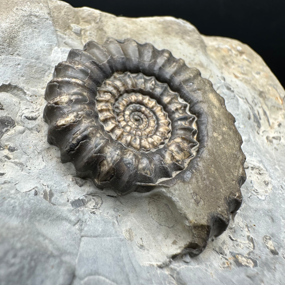 Gagaticeras Ammonite fossil with box and stand - Whitby, North Yorkshire Jurassic Coast Yorkshire Fossils