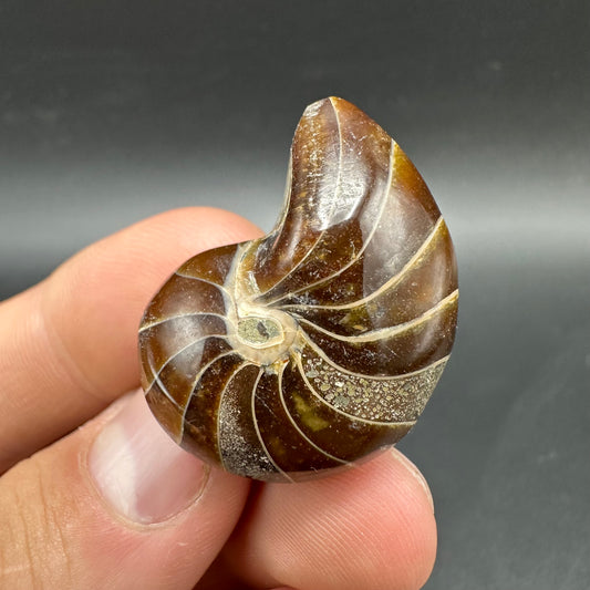 Cenoceras Nautilus Fossil With Box And Stand - Middle Cretaceous Madagascar