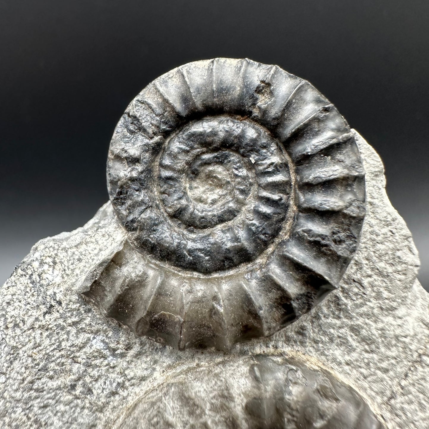 Arnioceras ammonite shell fossil with box and stand - Whitby, North Yorkshire Jurassic Coast Yorkshire Fossils