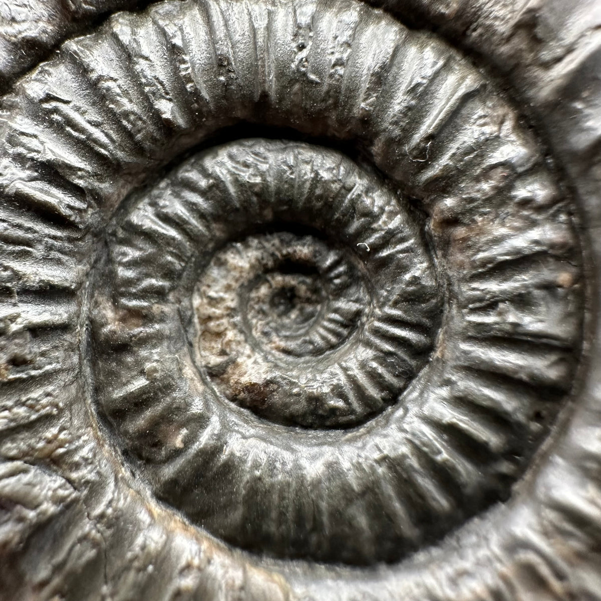 Dactylioceras Ammonite Fossil With box and Stand - Whitby, North Yorkshire Jurassic Coast Yorkshire Fossils
