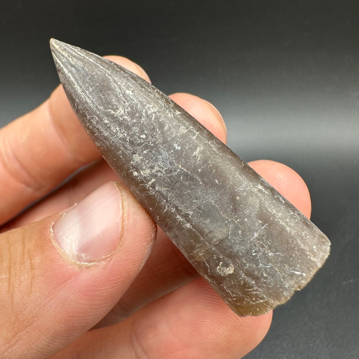 Belemnite (Fossil Squid) shell fossil - Whitby, North Yorkshire Jurassic Coast Yorkshire Fossils