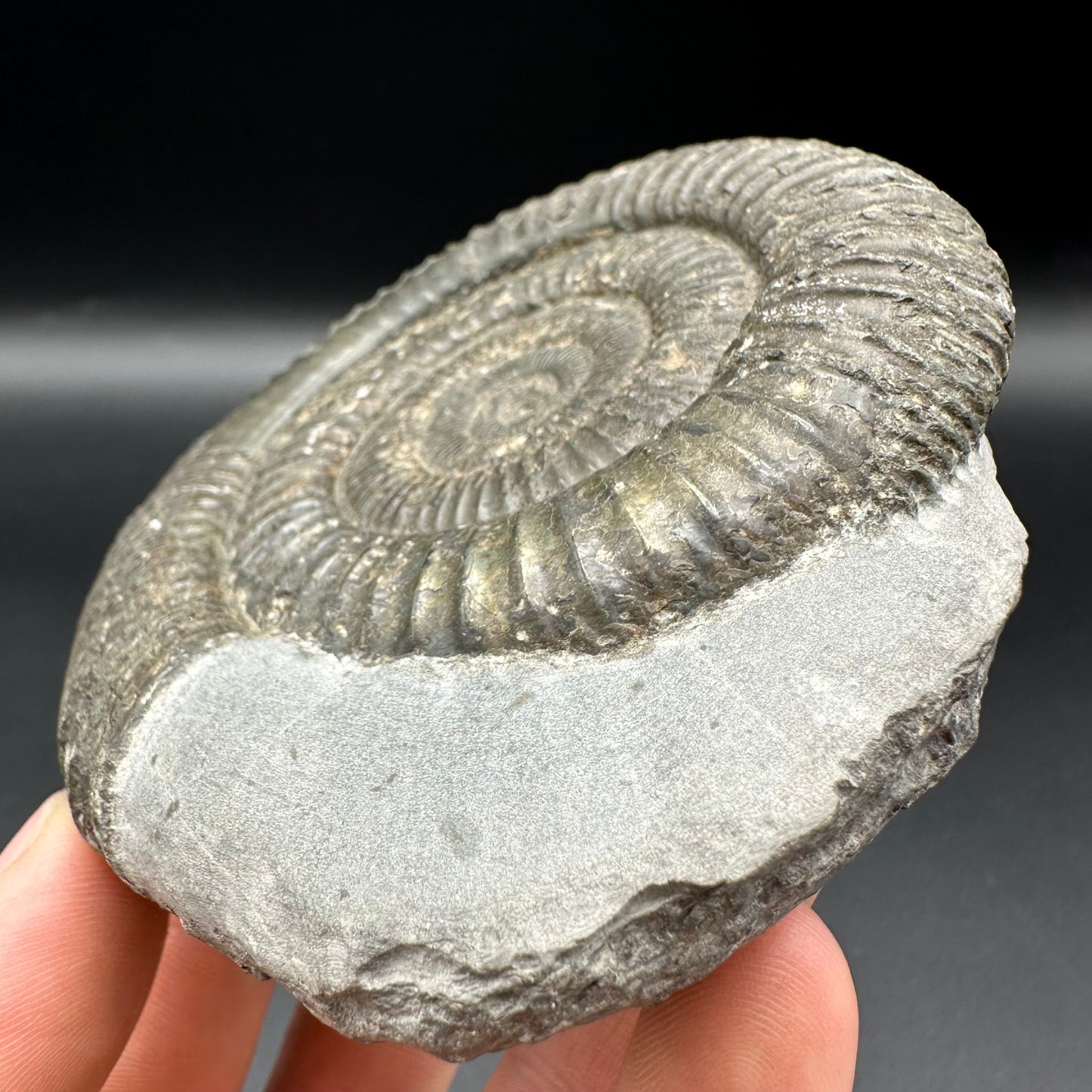 Dactylioceras Ammonite Fossil With Box And Stand - Whitby, North Yorkshire Jurassic Coast Yorkshire Fossils