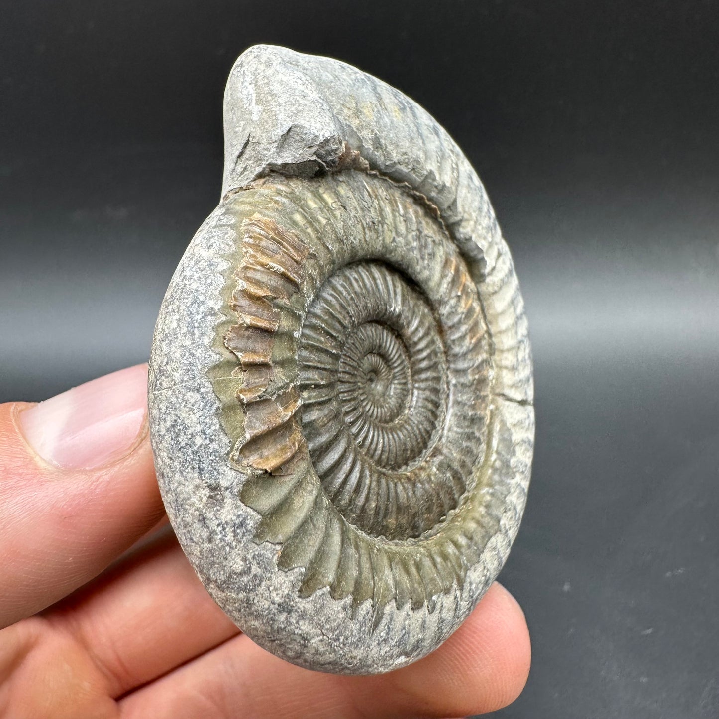 Dactylioceras Ammonite Fossil With box and Stand - Whitby, North Yorkshire Jurassic Coast Yorkshire Fossils