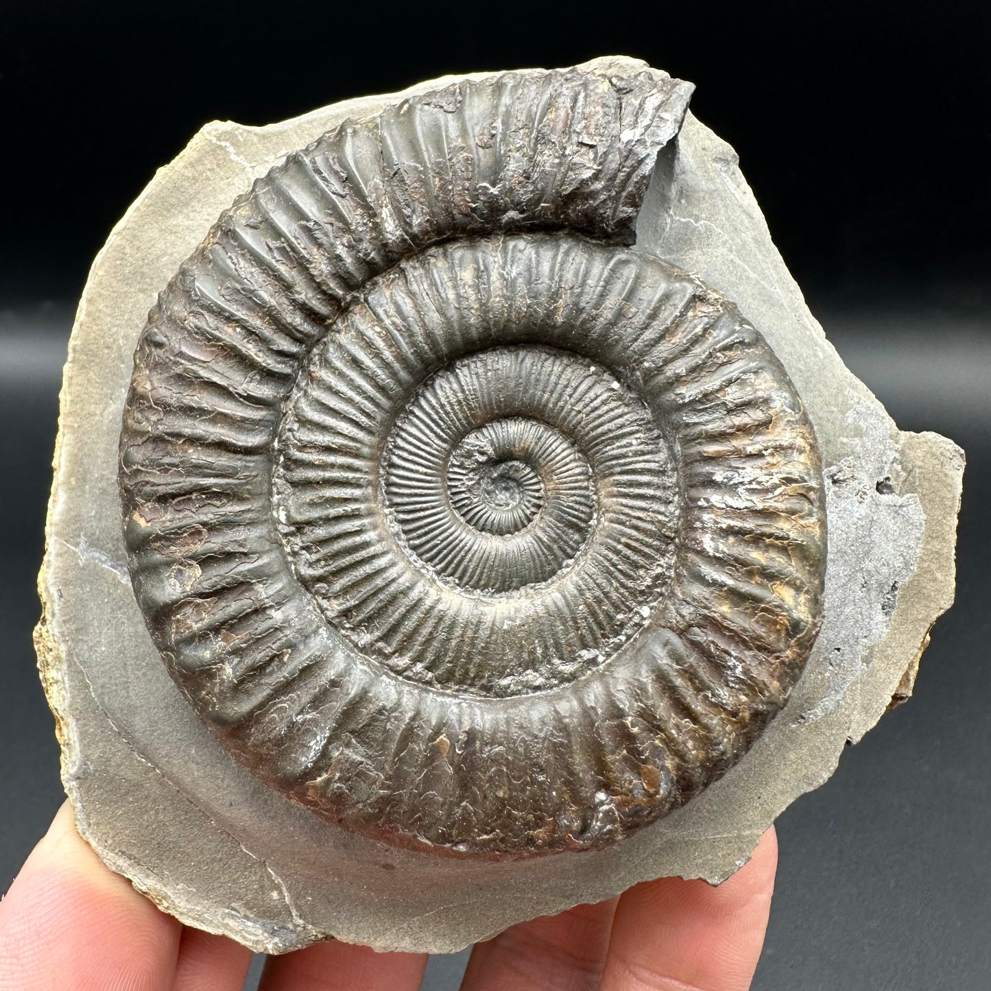 Peronoceras turriculatum ammonite fossil with box and stand - Whitby, North Yorkshire Jurassic Coast, Yorkshire fossils