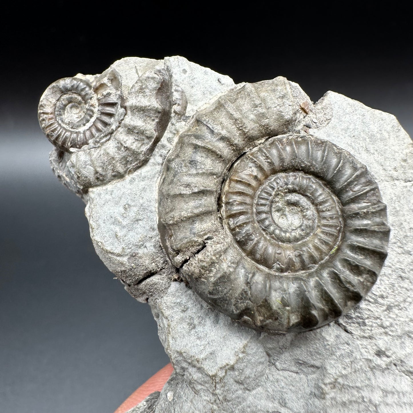 Arnioceras ammonite shell fossil with box and stand - Whitby, North Yorkshire Jurassic Coast Yorkshire Fossils