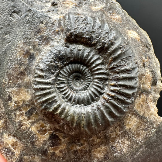 Dactylioceras Ammonite Fossil Gift Set - Whitby, North Yorkshire Jurassic Coast Yorkshire Fossils