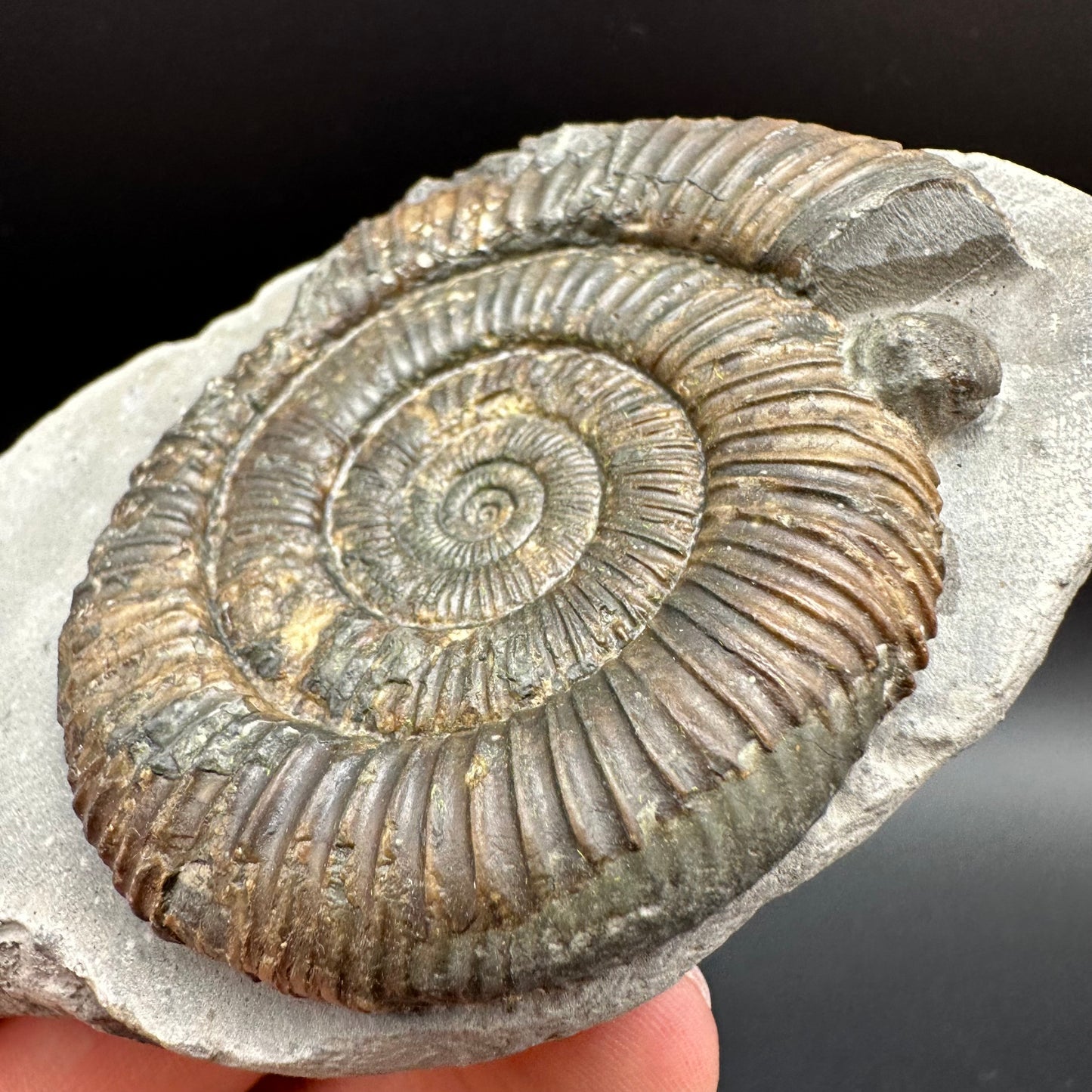 Dactylioceras Ammonite Fossil With Box And Stand - Whitby, North Yorkshire Jurassic Coast Yorkshire Fossils
