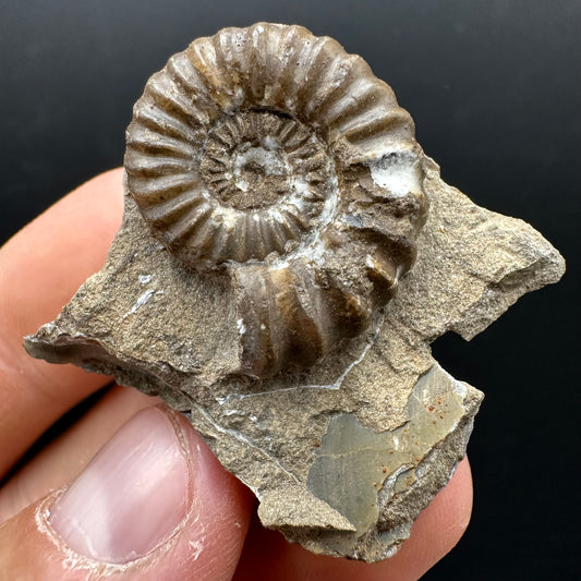 Androgynoceras capricornus Ammonite Fossil With Stand - Whitby, North Yorkshire Jurassic Coast Yorkshire Fossils