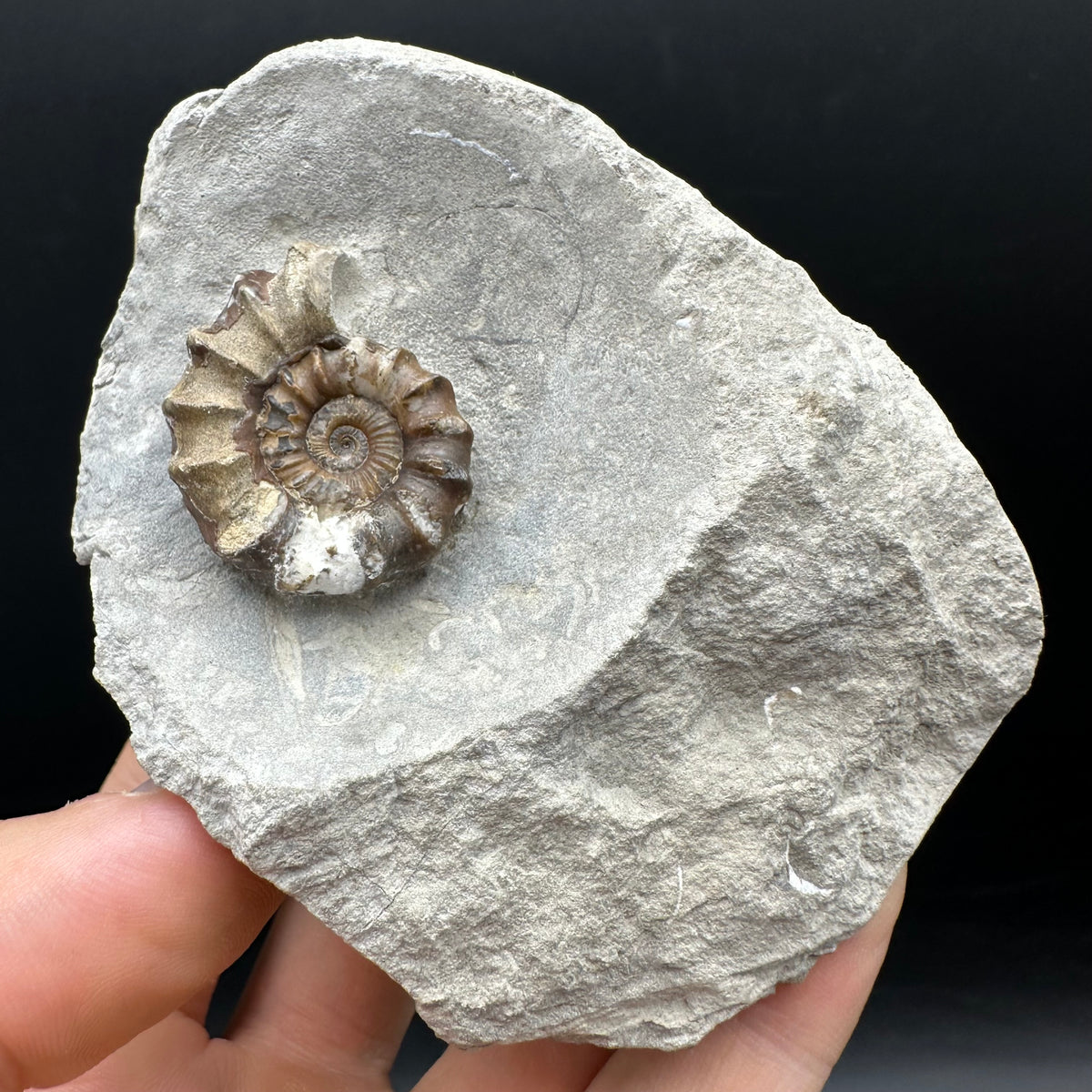 Oistoceras figulinum ammonite fossil with box and stand - Whitby, North Yorkshire Jurassic Coast Yorkshire Fossils