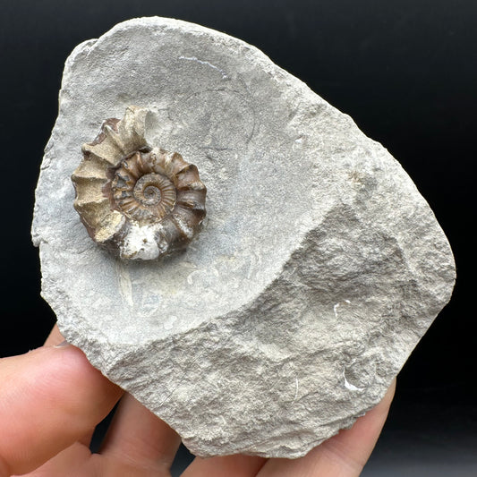 Oistoceras figulinum ammonite fossil with box and stand - Whitby, North Yorkshire Jurassic Coast Yorkshire Fossils