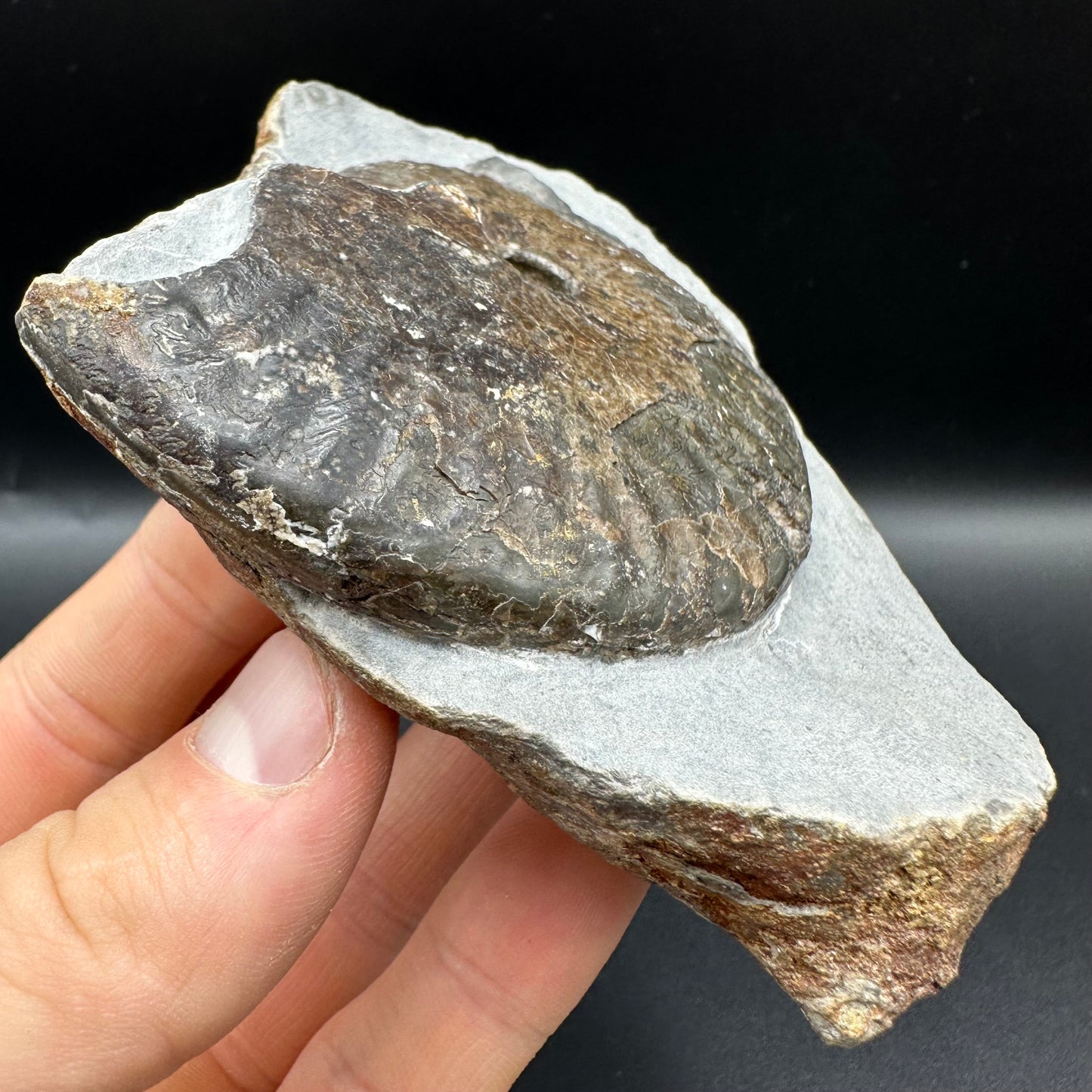 Pseudolioceras lythense Ammonite fossil with box and stand - Whitby, North Yorkshire, Yorkshire Fossils on the Jurassic Coast