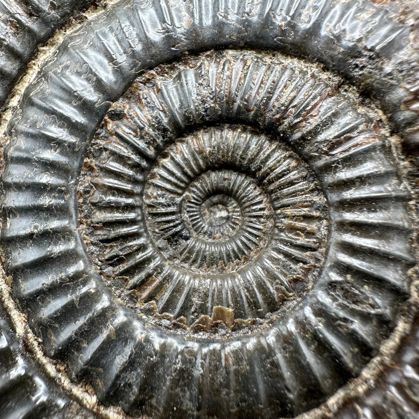 Dactylioceras Ammonite Fossil - Whitby, North Yorkshire Jurassic Coast Yorkshire Fossils