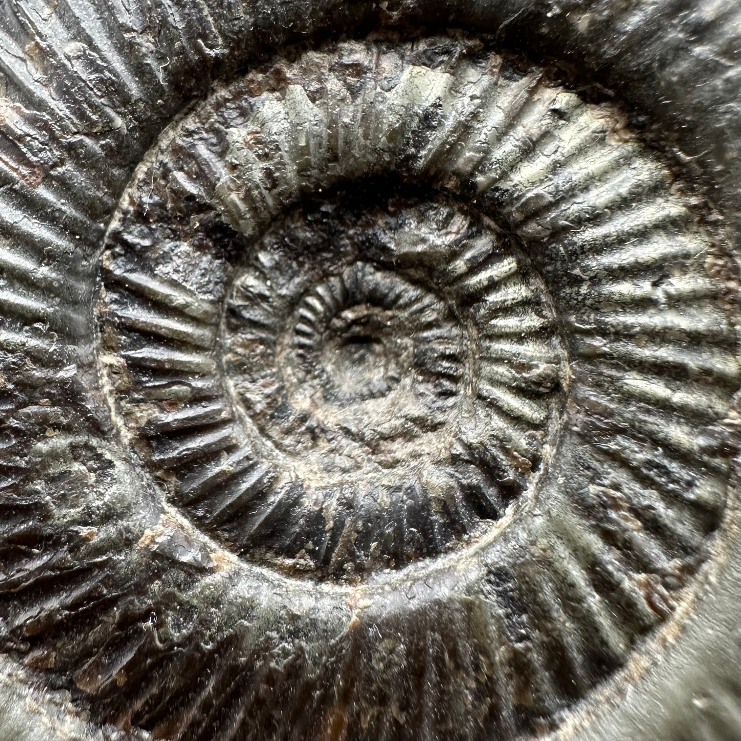 Dactylioceras semicelatum Ammonite fossil with stand - Whitby, North Yorkshire Jurassic Coast Yorkshire Fossils
