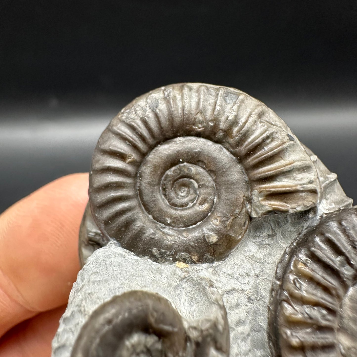 Arnioceras ammonite shell fossil with box and stand - Whitby, North Yorkshire Jurassic Coast Yorkshire Fossils