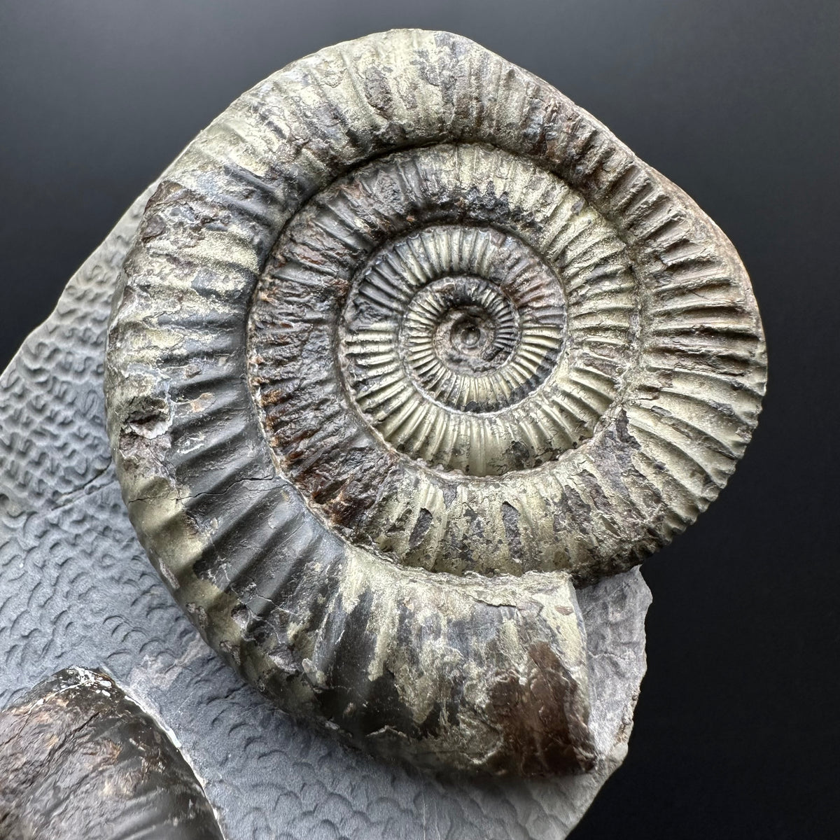 Dactylioceras Ammonite Fossil With Stand - Whitby, North Yorkshire Jurassic Coast Yorkshire Fossils