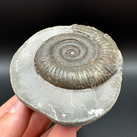 Dactylioceras Ammonite Fossil With Box And Stand - Whitby, North Yorkshire Jurassic Coast Yorkshire Fossils