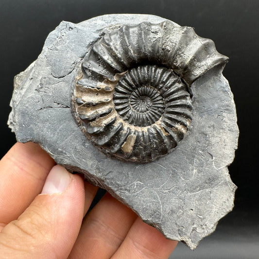 Pleuroceras hawskerense / Amauroceras Ammonite fossil with box and stand - Whitby, North Yorkshire Jurassic Coast, Yorkshire fossils