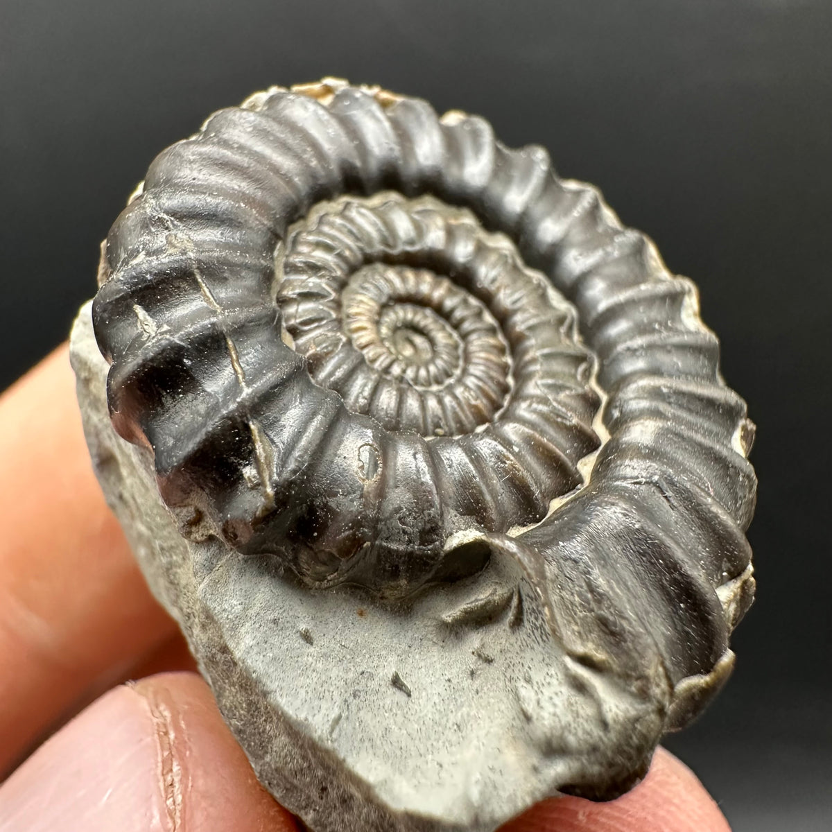Gagaticeras Ammonite fossil with box and stand - Whitby, North Yorkshire Jurassic Coast Yorkshire Fossils