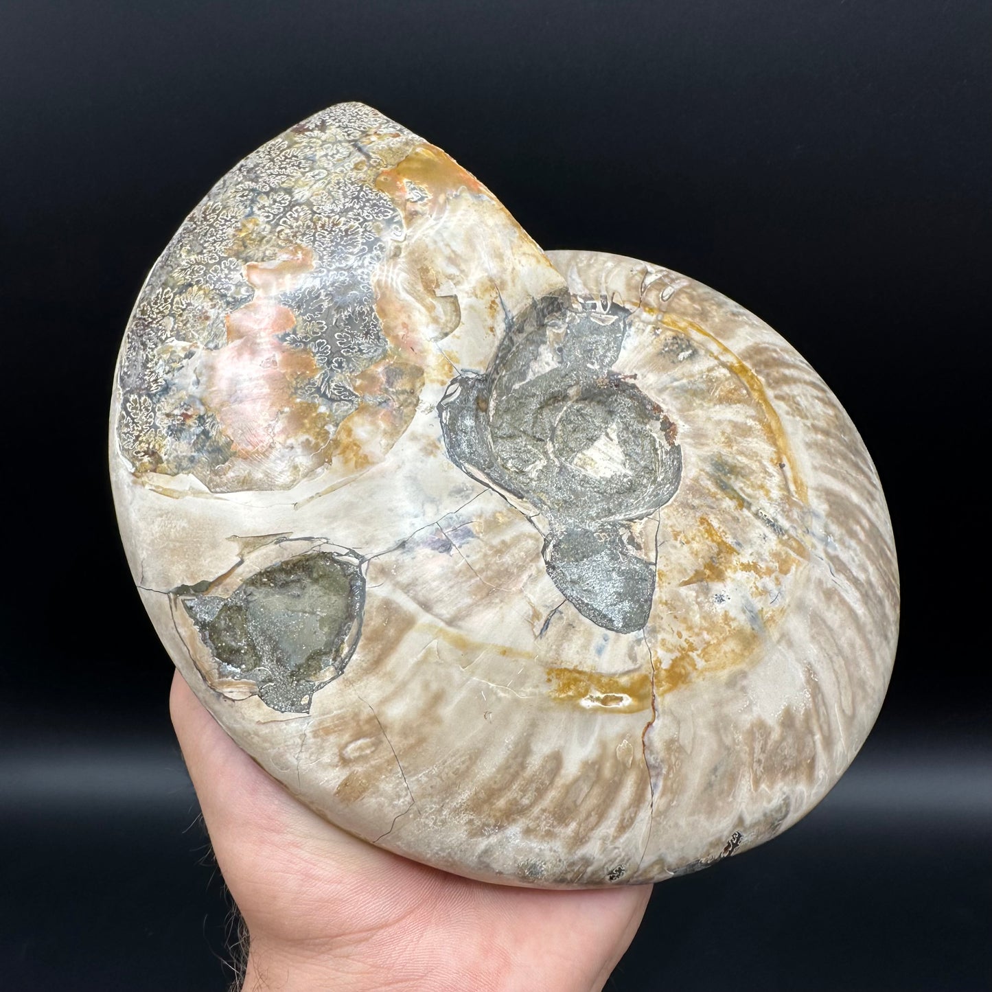 Cleoniceras Ammonite Fossil With Stand - Cretaceous Ammonite Madagascar