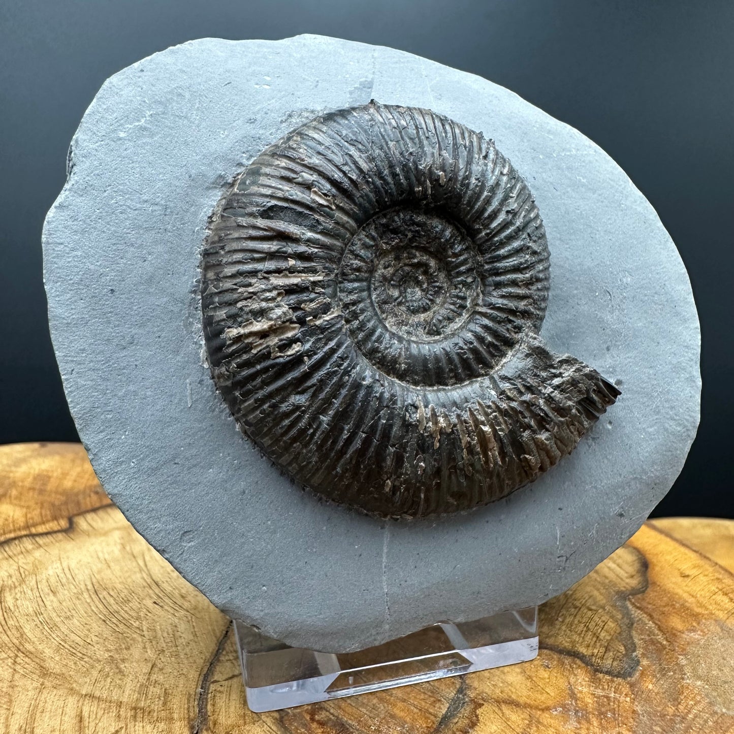 Dactylioceras semicelatum Ammonite fossil with stand - Whitby, North Yorkshire Jurassic Coast Yorkshire Fossils