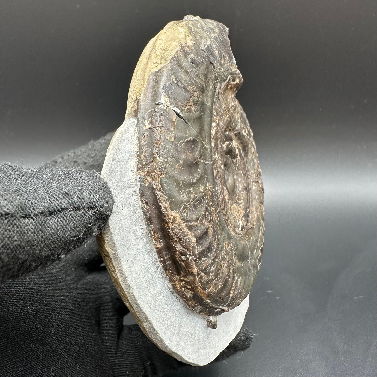 Hildoceras Bifrons Ammonite fossil with box and stand - Whitby, North Yorkshire Jurassic Coast, Yorkshire Fossils from the Jurassic Coast