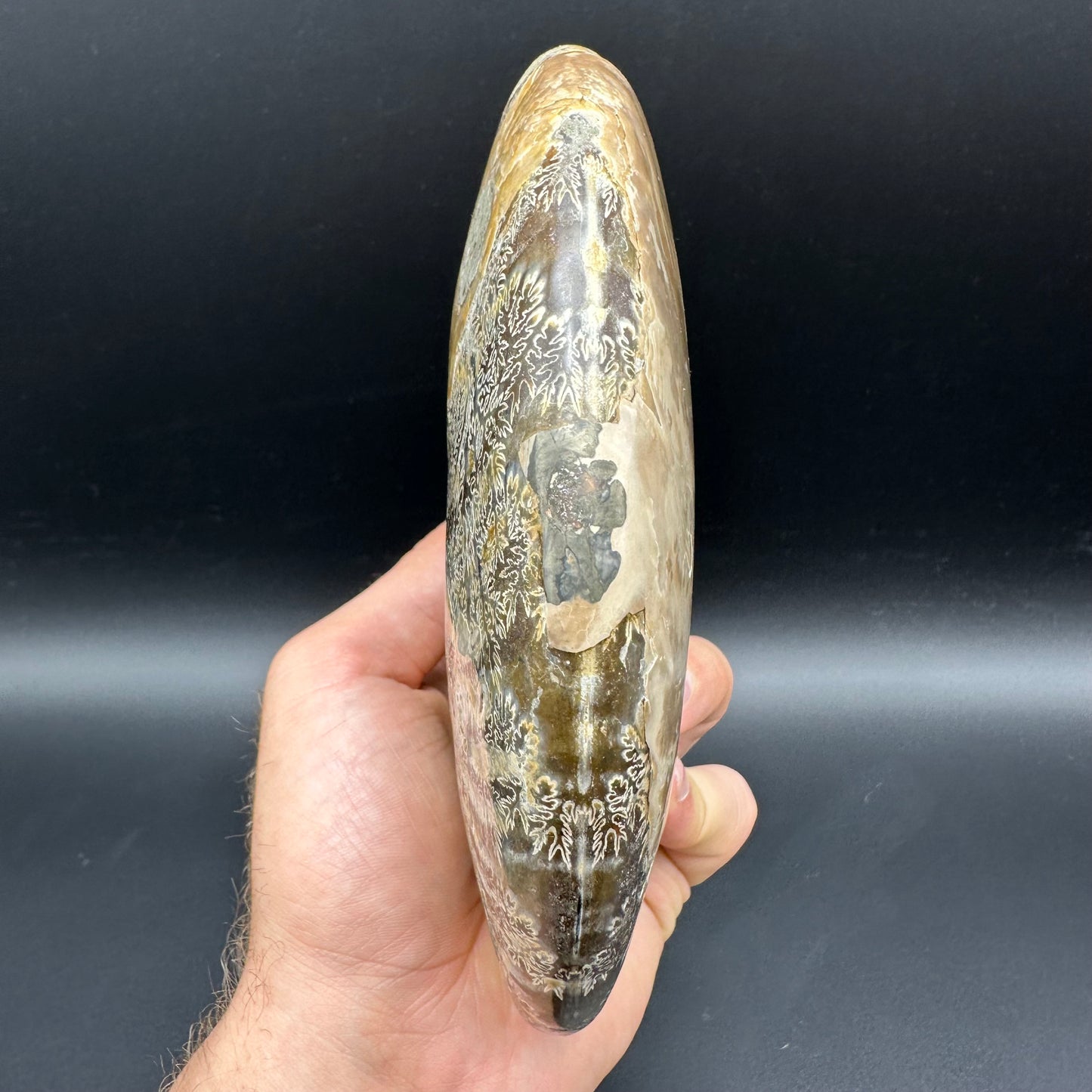 Cleoniceras Ammonite Fossil With Stand - Cretaceous Ammonite Madagascar