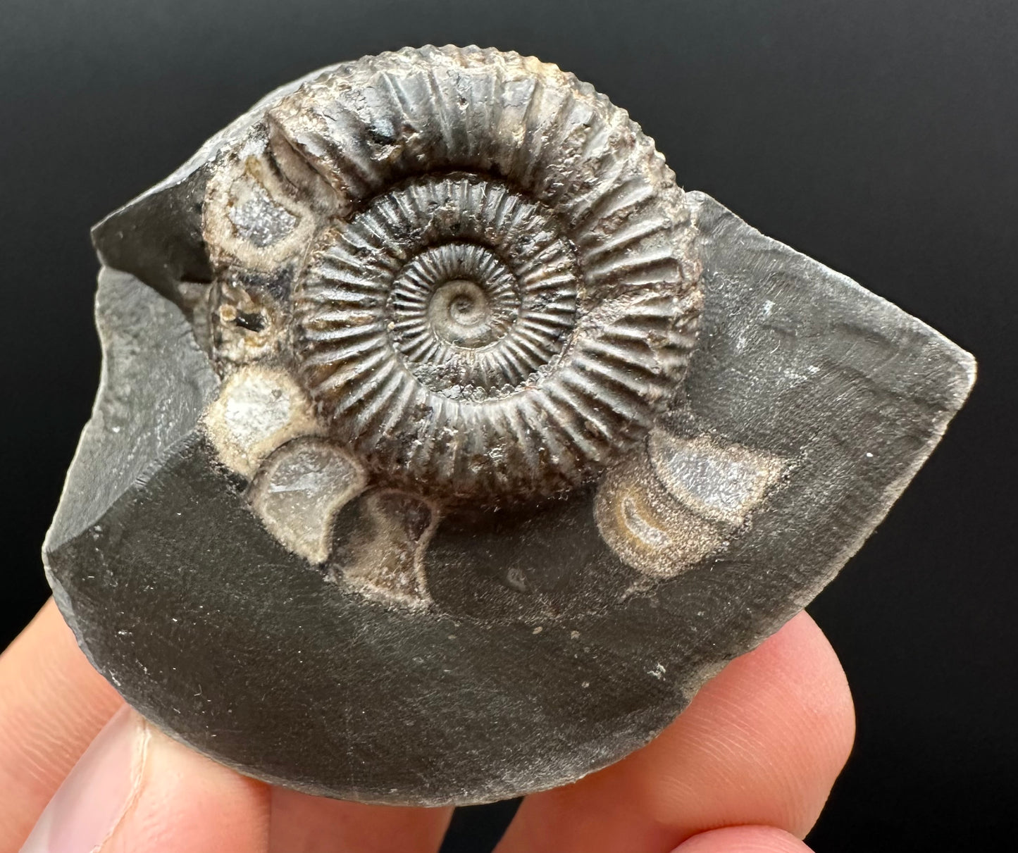 Dactylioceras Ammonite Fossil Gift Set - Whitby, North Yorkshire Jurassic Coast Yorkshire Fossils
