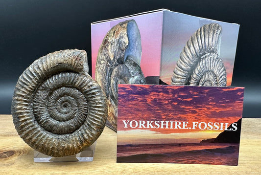 Dactylioceras Ammonite Fossil With box and Stand - Whitby, North Yorkshire Jurassic Coast Yorkshire Fossils