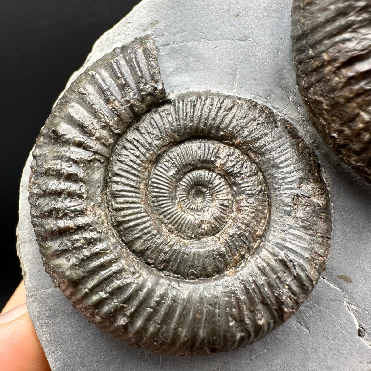 Peronoceras fibulatum Ammonite fossil with box and stand - Whitby, North Yorkshire Jurassic Coast Yorkshire Fossils