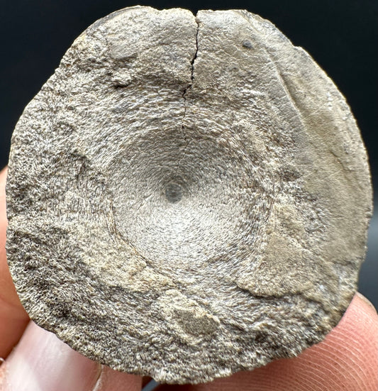 Ichthyosaur Vertebra fossil with box and stand - Whitby, North Yorkshire Jurassic Coast, Yorkshire fossils found on the Jurassic Coast